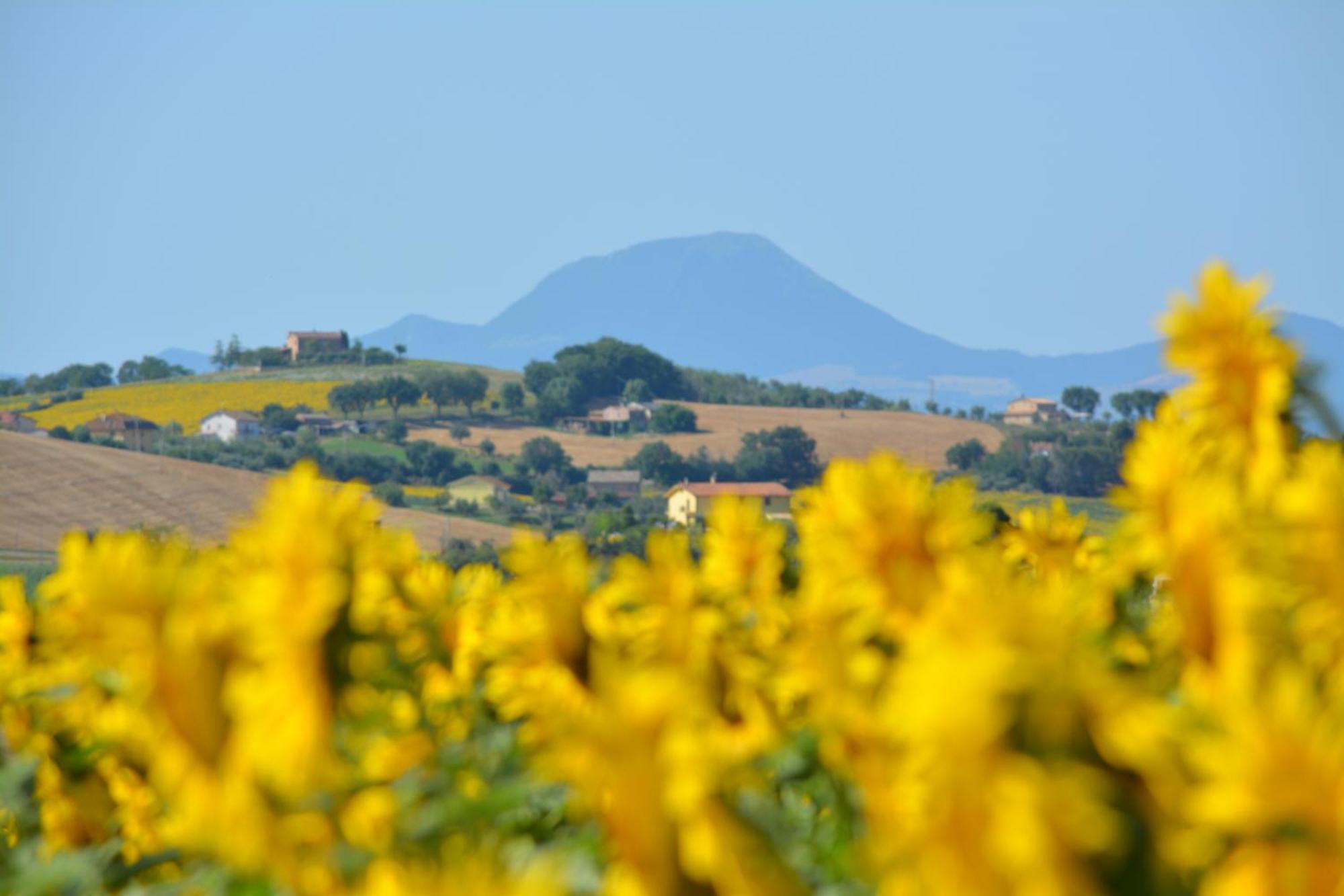 Casale Dei Cinque Colli Villa Ostra Bagian luar foto